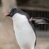 上から見下ろすペンギン