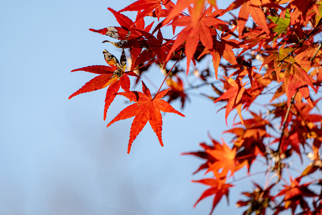 紅葉