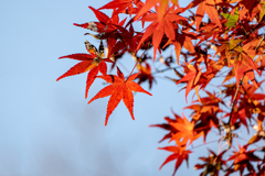 紅葉