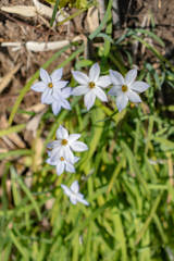 路地の花