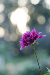 風に揺らめく花