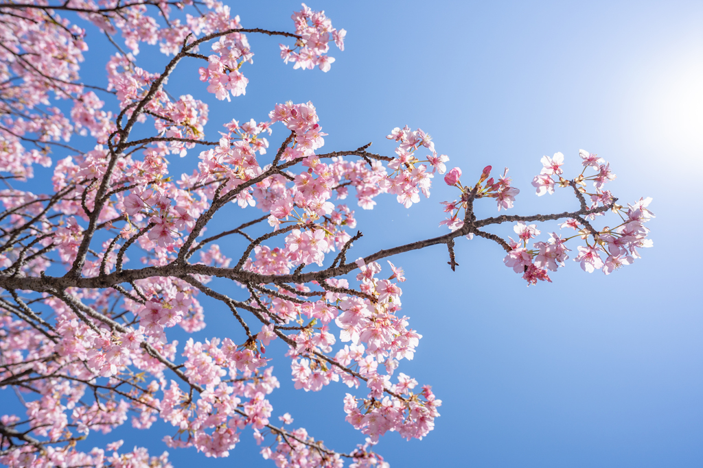 河津桜