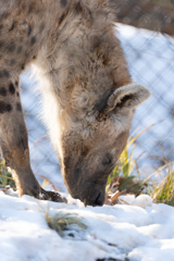 雪を食べるハイエナ