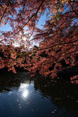 太陽と紅葉