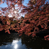 太陽と紅葉