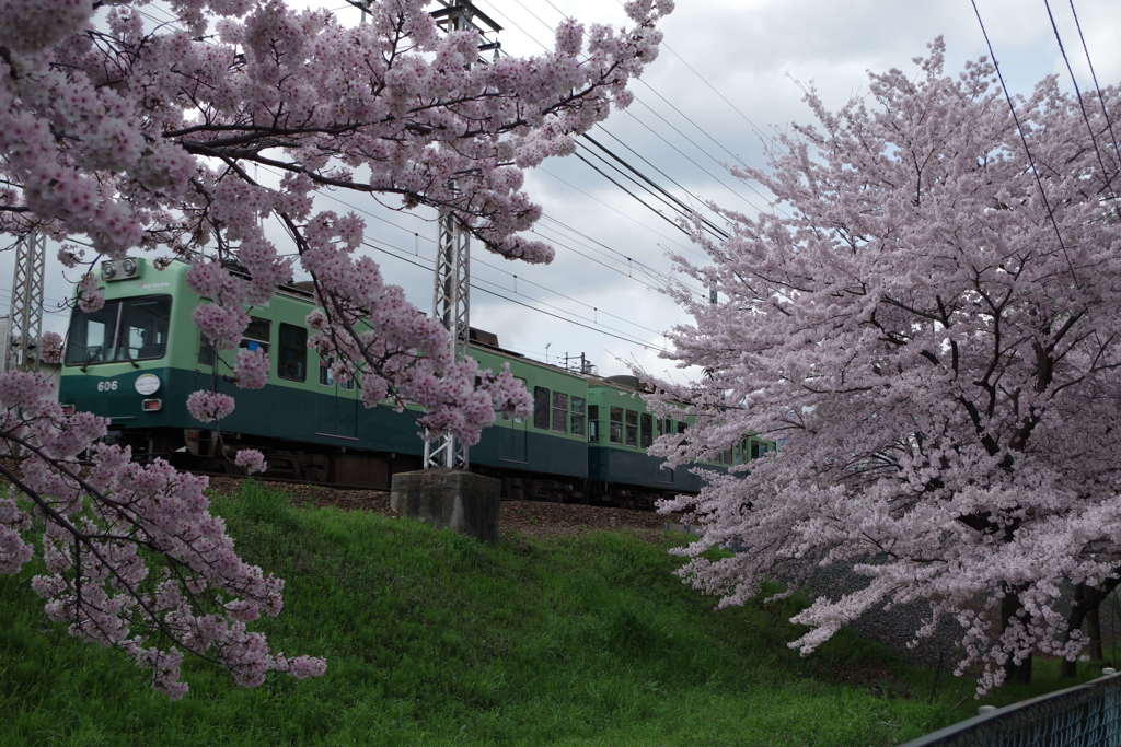 桜～電車～桜