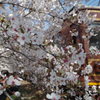 桜とレトロ電車