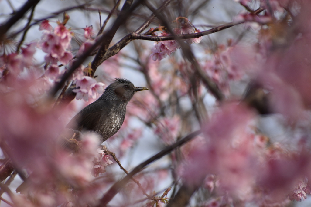 早咲き桜の中からこんにちは