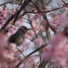 早咲き桜の中からこんにちは