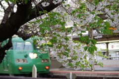 葉桜と団体列車