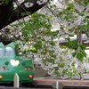 葉桜と団体列車