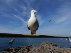 青森県八戸市　蕪島神社のウミネコ3