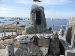 青森県八戸市　蕪島神社のウミネコ2