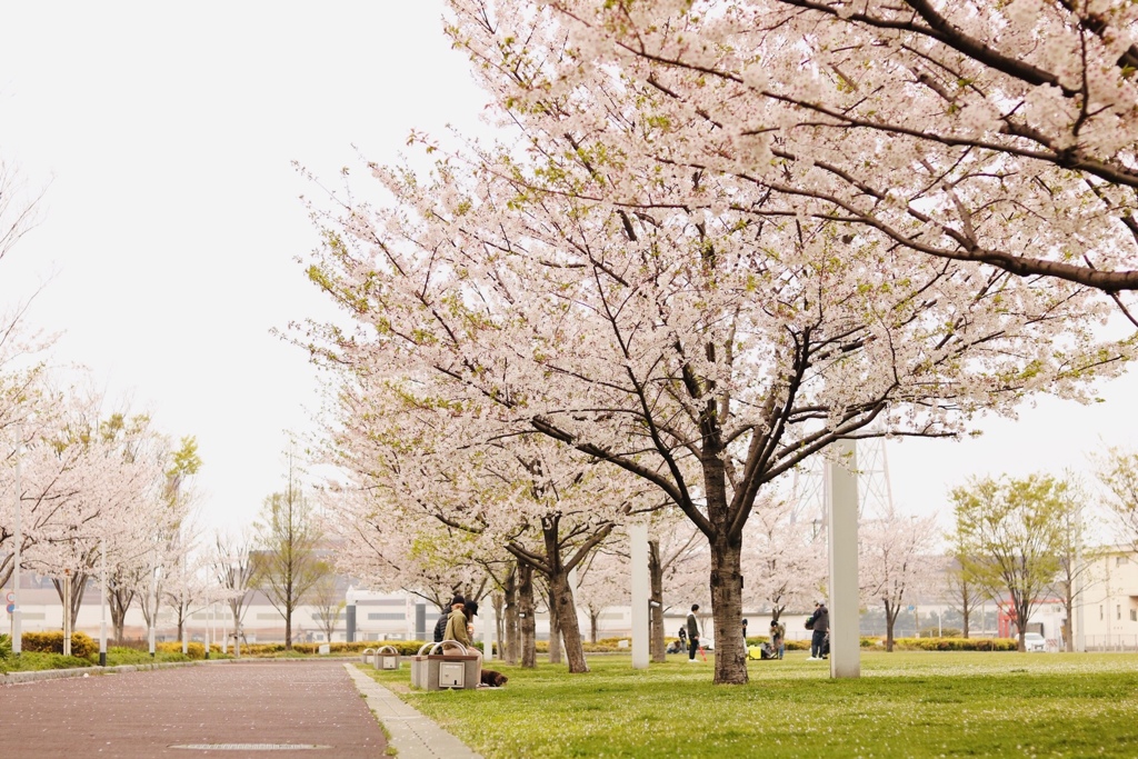 終わりがけの桜