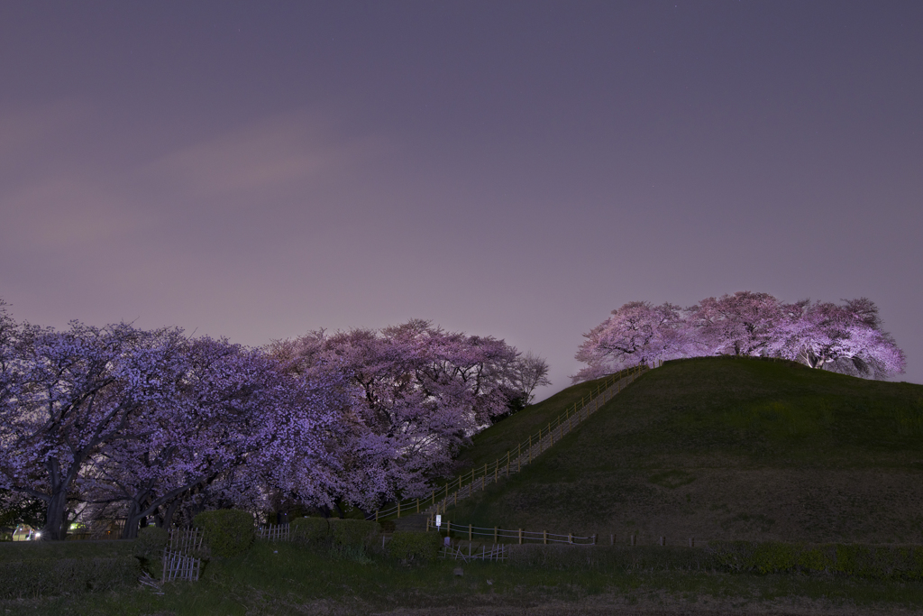 古墳桜