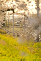 桜と菜の花につつまれて。