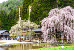 例祭を見守る桜