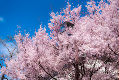 春の花〜桜〜