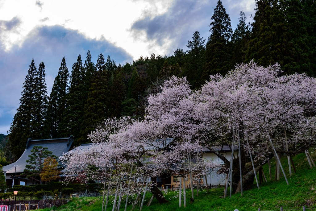 臥竜桜～daytime～