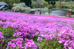 國田家の芝桜