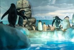 名古屋港水族館のペンギン２