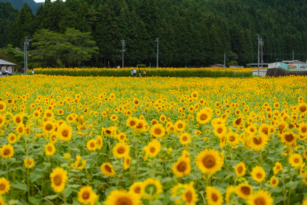 黄色い絨毯　夏の気配