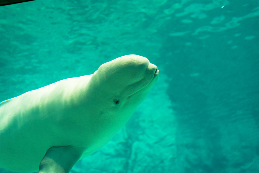 名古屋港水族館のベルーガ