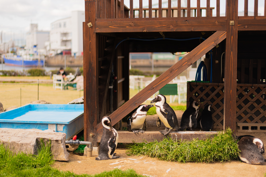 名古屋港水族館のペンギン１