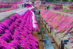 大野の芝桜