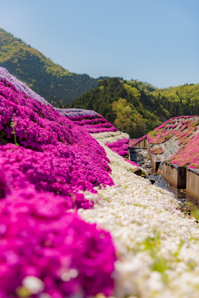 芝桜
