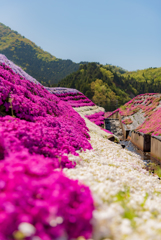 芝桜