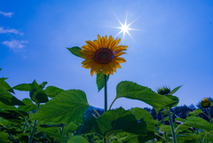 高山の夏