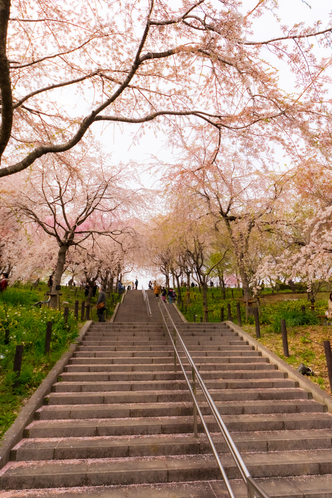 桜の回廊
