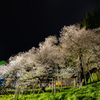 臥龍桜～night time～