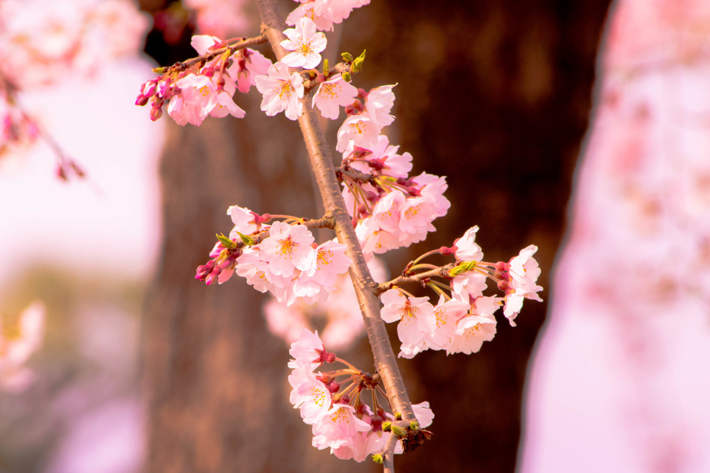 桜