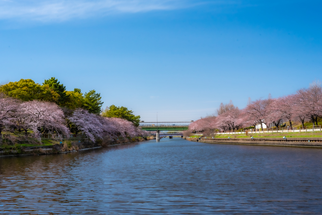 荒子川の桜並木