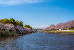 荒子川の桜並木
