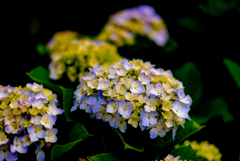 紫陽花