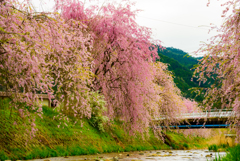 川辺の桜