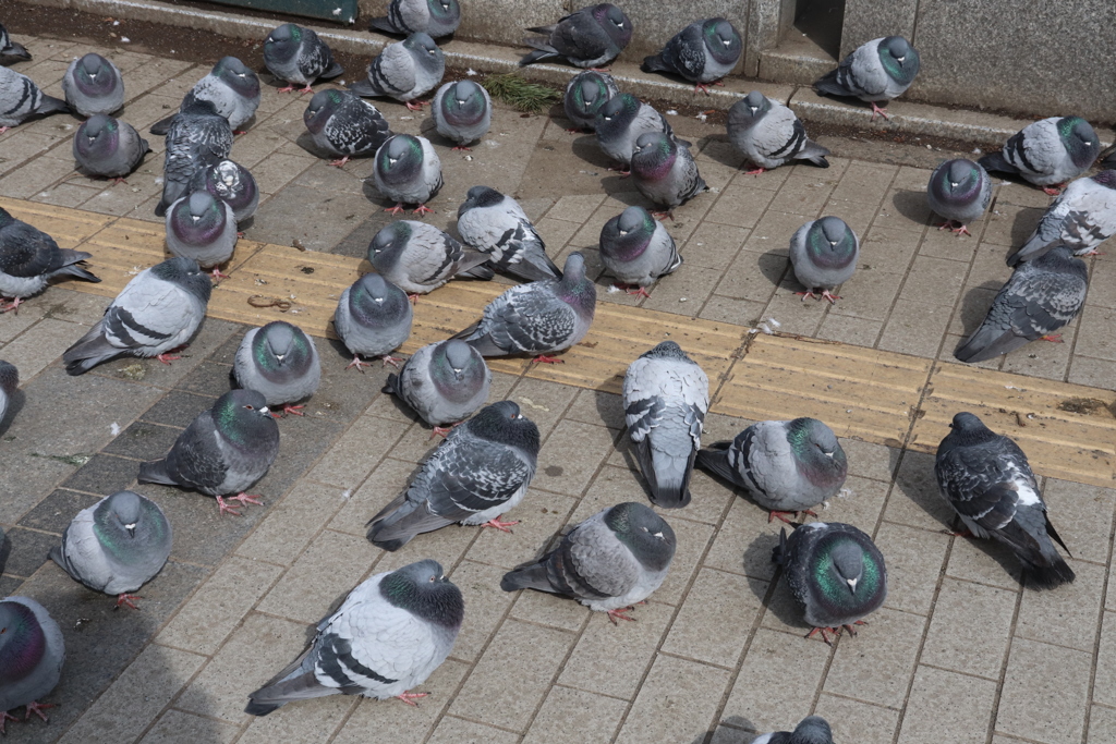 集まる鳩たち