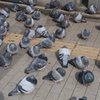 集まる鳩たち