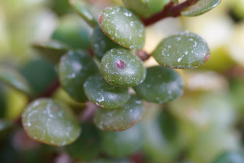 植物園にて