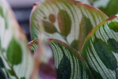 初めて見た植物