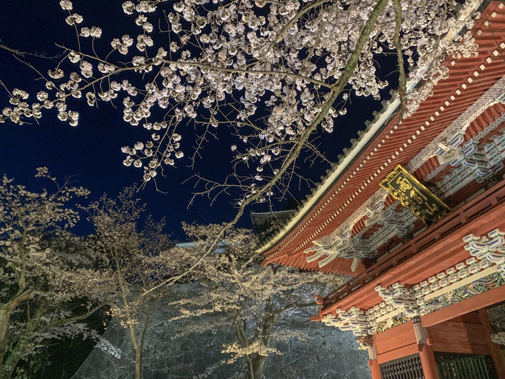 甘引観音 夜桜2