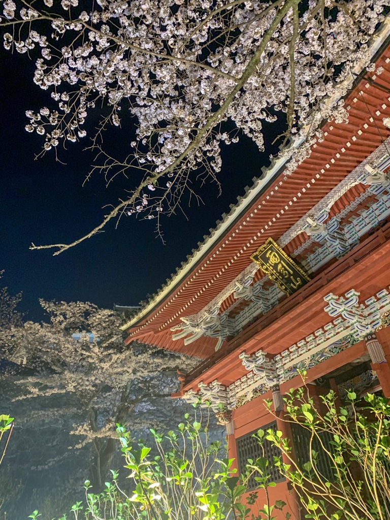 雨引観音 夜桜ライトアップ