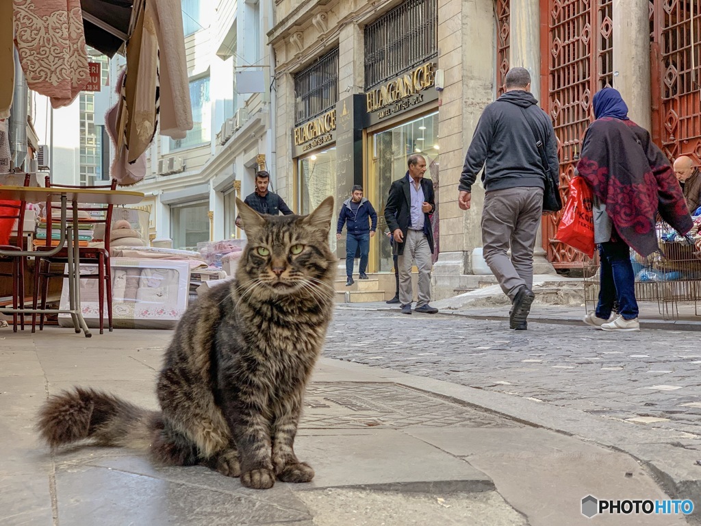 イスタンブール 猫