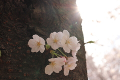 桜