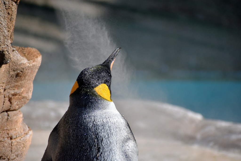 ペンギンの気持ち