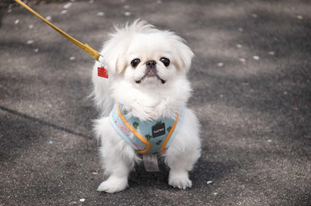 散歩されてたワンちゃんを