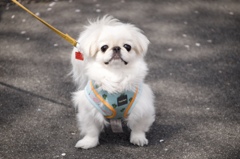 散歩されてたワンちゃんを